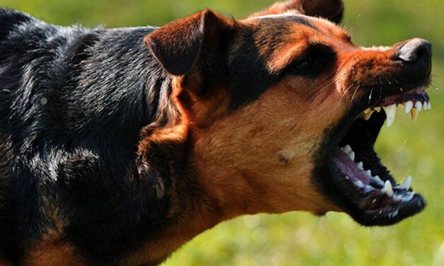 Borzalom: kutyaharapás okozta egy 53 éves férfi halálát Szentesen – Egy nagytestű állat ment neki