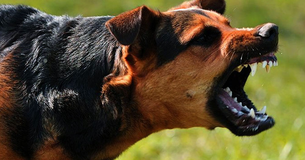Elevenen széttépte az őzikét a póráz nélkül sétáltatott kutya a budai erdőben, nyilvánosságra hozták a kutyasétáltatók 9 pontját