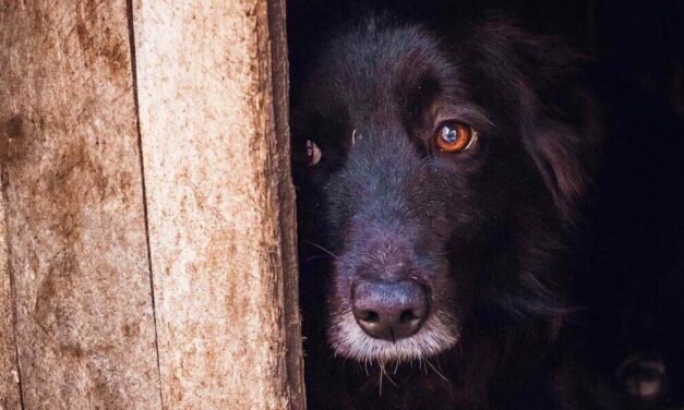 Újabb sokkoló állatkínzás: légpuskával sebesítette meg a szomszéd kutyáját egy borsodi férfi, hihetetlen, miért támadta meg az ebet