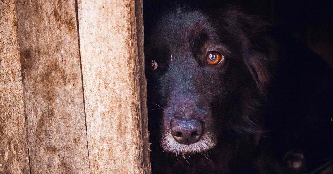 Újabb sokkoló állatkínzás: légpuskával sebesítette meg a szomszéd kutyáját egy borsodi férfi, hihetetlen, miért támadta meg az ebet