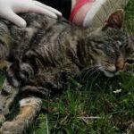 Macskagyilkos járja Szolnok utcáit: a tetemeket közszemlére teszi, rettegnek a helyiek
