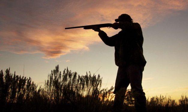 Orvvadászat miatt vádat emeltek három férfi ellen Veszprém megyében