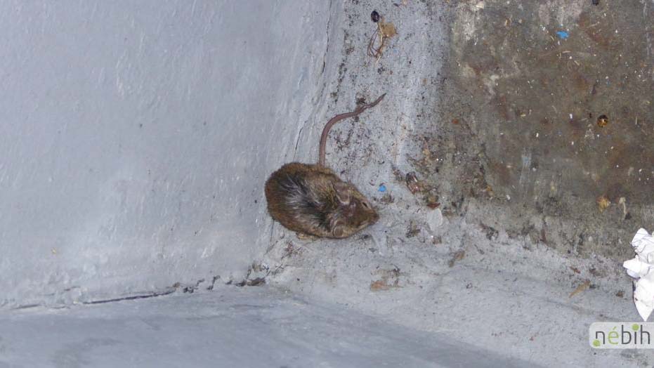 Egerek közt tárolták a penészes, fagyasztott élelmiszert