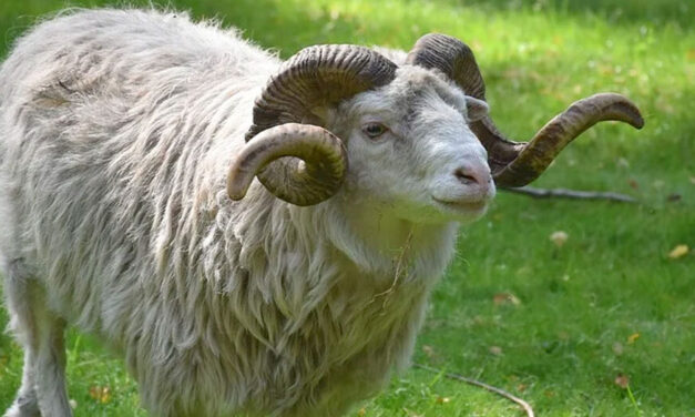 Először Ildikóval, majd Zoltánnal végzett a gyilkos kos: az állat gazdája felfüggesztett fogházat kapott és az állattartástól is eltiltotta a bíróság