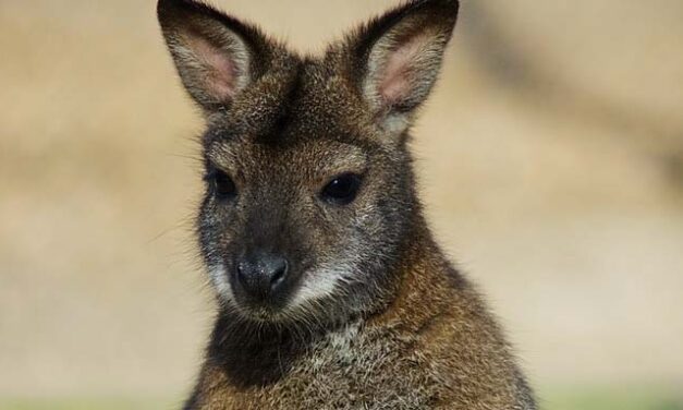 Elszökött két kenguru a Miskolci Állatkerből: a vadaspark vezetősége a lakosság segítségét kéri