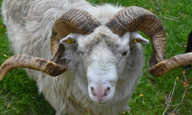 Először Ildikóval, majd Zoltánnal végzett a gyilkos kos: az állat gazdája börtönbe kerülhet