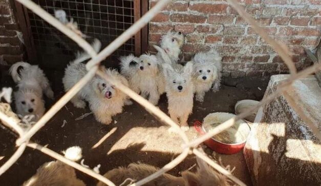 Horror Karcagon: Több száz kutya kínzásával vádolnak egy helyi férfit – videó a helyszínről