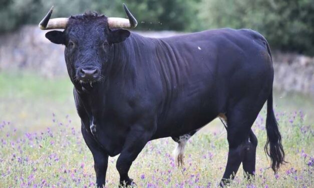 „Megpróbált ugyan küzdeni, de csak remélni tudom, hogy keveset szenvedett” – 700 kilós megvadult bika végzett a fejőnővel