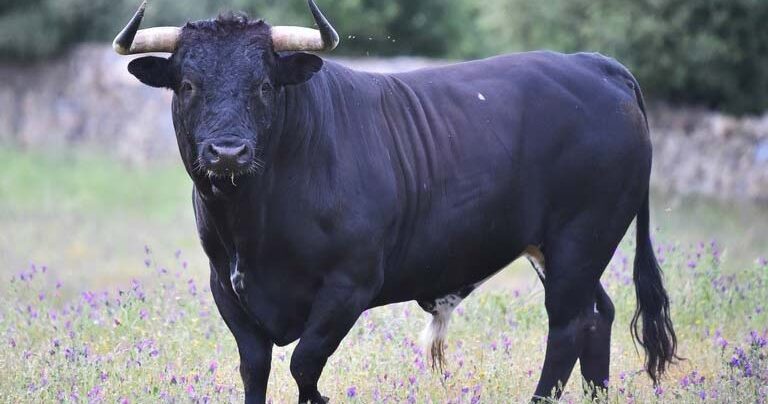 „Hiába volt ott Józsi bácsinál a vasvilla, nem tudta megvédeni magát” – egy 12 mázsás bika végzett a 76 éves bácsival, az állatot vágóhídra vitték