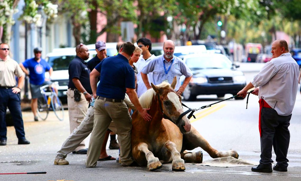 Elszabadult lovak okoztak felfordulást Keszthelyen, a megbokrosodott állatok egy autót is összetörtek