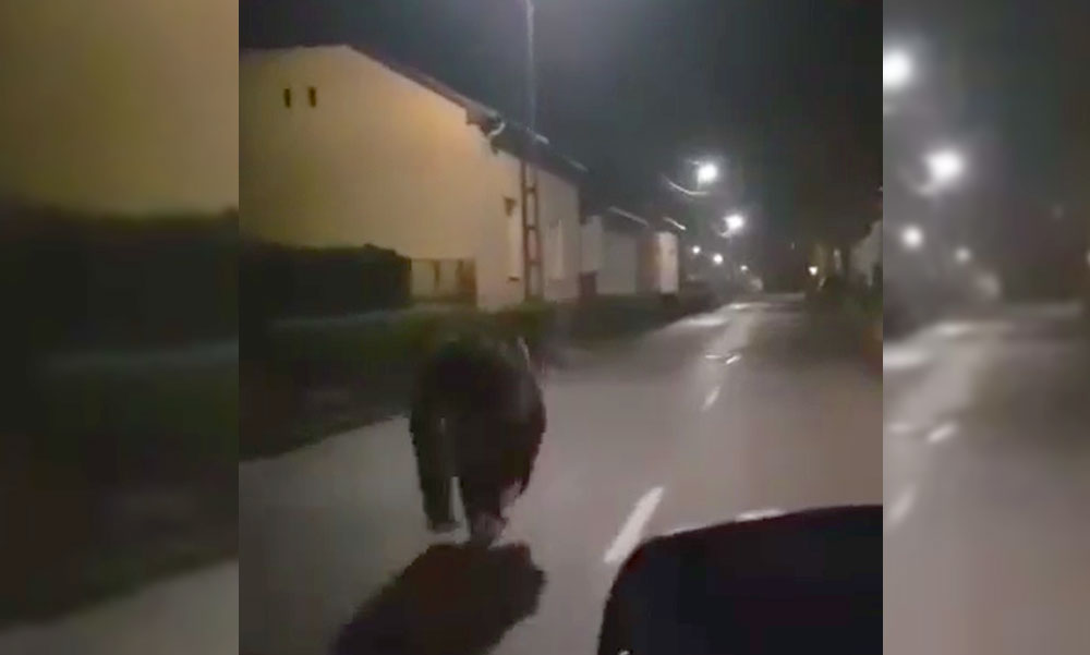 Medve futott hosszan Miskolc utcáin, videóra vették a rohanó vadállatot, riasztás van érvényben