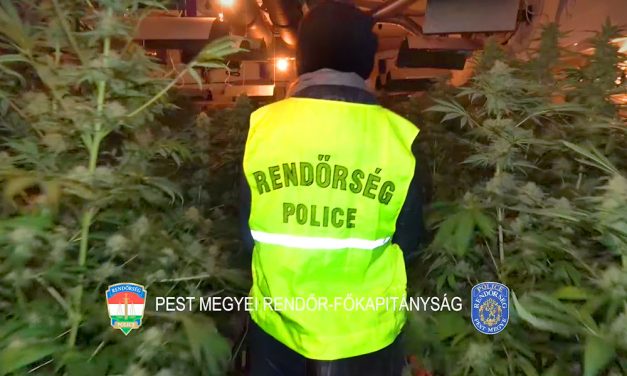 Hatalmas fogás: Több százmillió forint értékű marihuánatelepet számoltak fel a rendőrök – videó