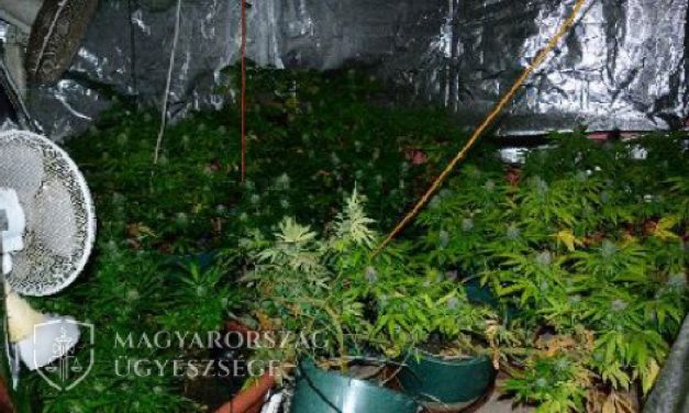 Elképesztő: égő ház oltása közben találtak rá egy férfi marihuánaültetvényére