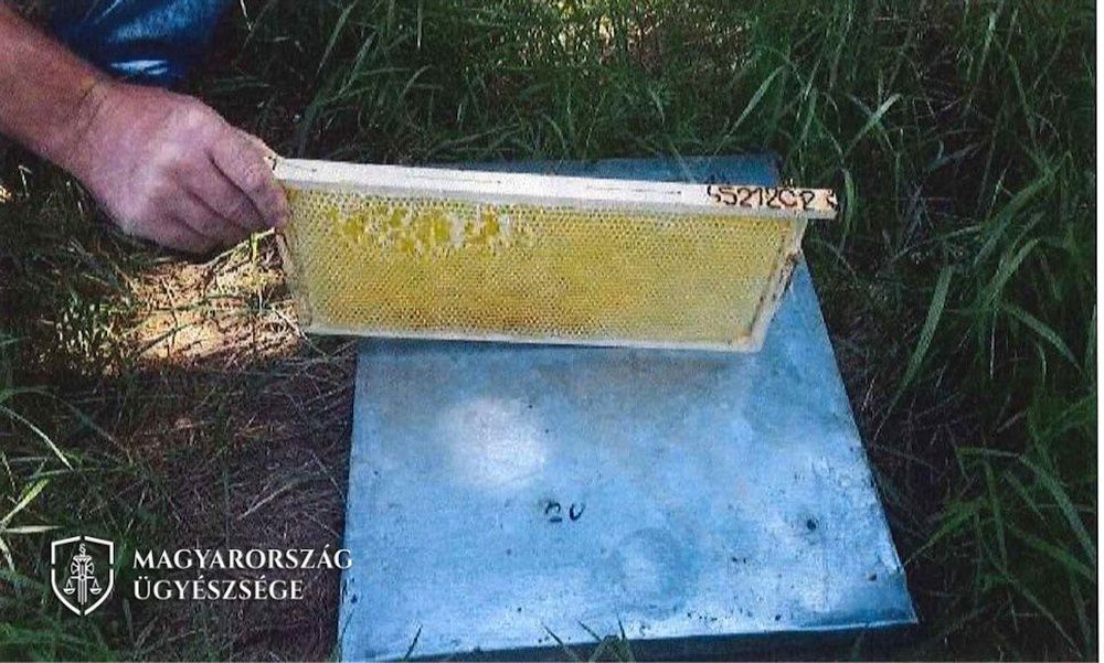 Elpusztultak a méhcsaládok a tolvaj hanyagsága miatt: ennyit fizethet az elkövető a kaptárokért – fotók