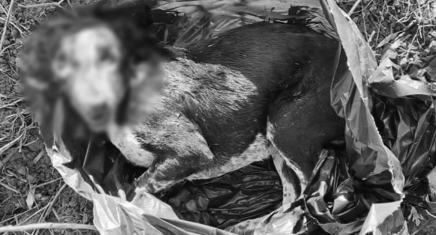 Felkavaró: szemeteszsákban dobtak ki két kölyökkutyát Tatabányán – Az állatok küzdöttek, de nem tudtak kiszabadulni, mindketten elpusztultak – videó