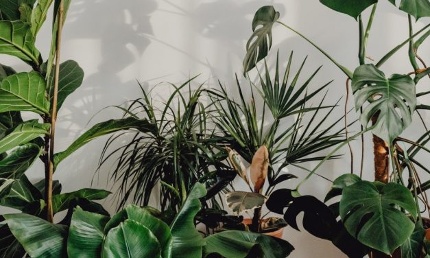 Döbbenet: virágládák és cserepes növények miatt kapott bírságot a bezárt budapesti szórakozóhely