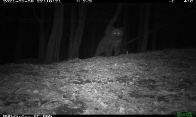 Lefotózták a Börzsönyben mászkáló medvét