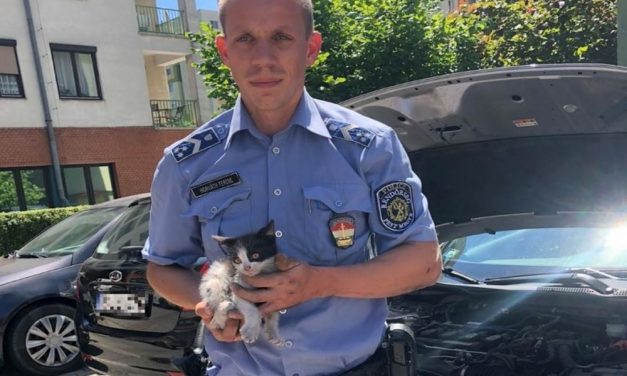 Szívszorító: szorult helyzetbe került kiscicát mentettek ki a rendőrök egy budaörsi parkolóban
