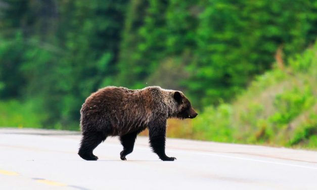 „Anyám, én medvét látok a Nagytarcsára vezető úton” – mondta a férfi, aki közelről látta a brutálisan nagy barnamedvét, közben máshol is medveriadót fújtak Budapest környékén
