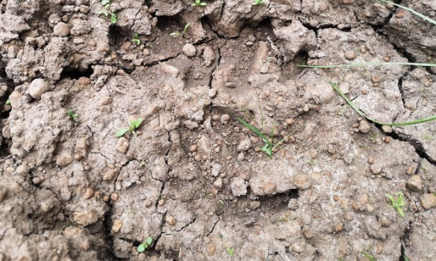 Medvenyomokra bukkant egy blogger a Balaton környékén – Hivatalosan cáfolják, hogy ilyen állat élne a Bakonyban