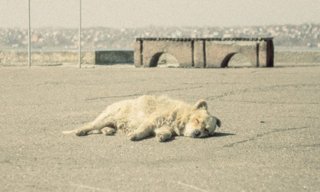 Borzalom Zala megyében: nyakon lőtt egy kutyát a 67 éves férfi, majd a sorsára hagyta