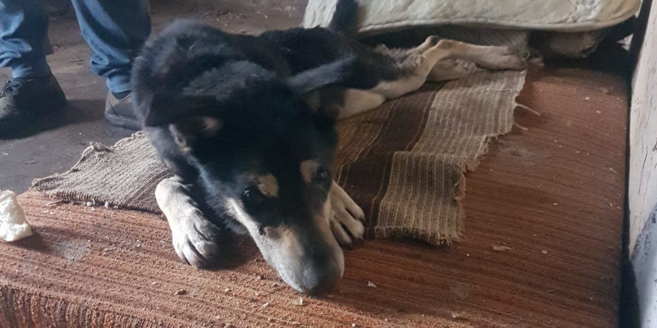 Kutyaház nélkül, láncra verve, étlen-szomjan tartottak egy kutyát Kiscsécsen – Végül, túl későn érkezett a segítség