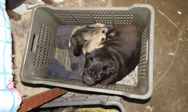 108 kutyát kellett kimenteni egy házaspár ingatlanából, szaporították őket, de embertelen körülmények között