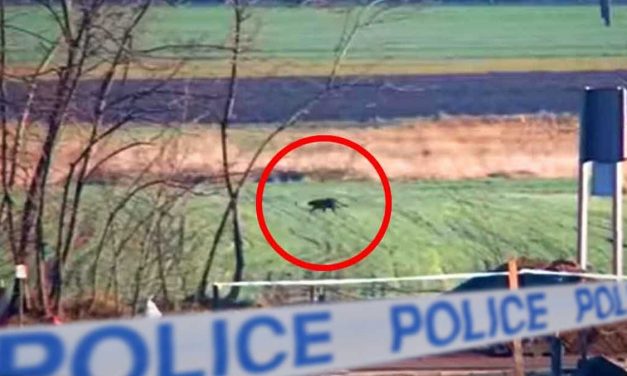 Pánik Kecskeméten! Újra látni vélték a fekete párducot, a rendőrség lezárta a környéket