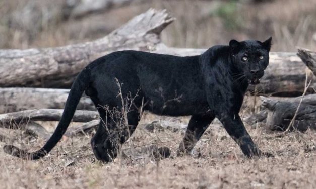 Fekete párduc végezhetett Bugac környékén több birkával, térképen mutatjuk merre járhat most a titokzatos ragadozó