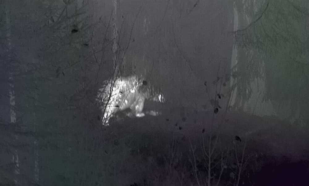 Óriási medvét fényképeztek le Miskolc közelében az erdőben, a vadászok is meglepődtek