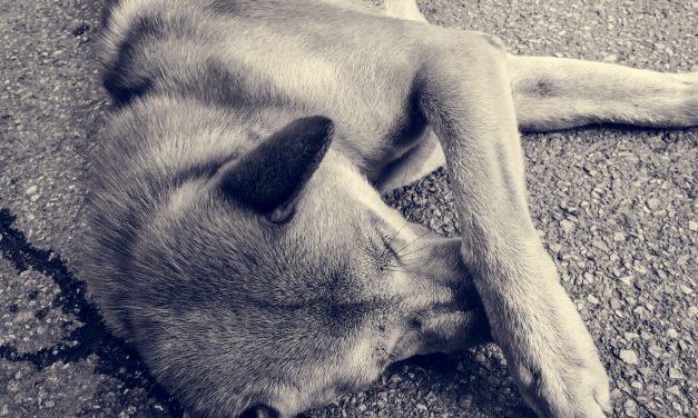 Állatkínzás a Budapesten: a nyílt utcán rugdosta és rángatta a kutyáját egy nő a Jászai Mari téren