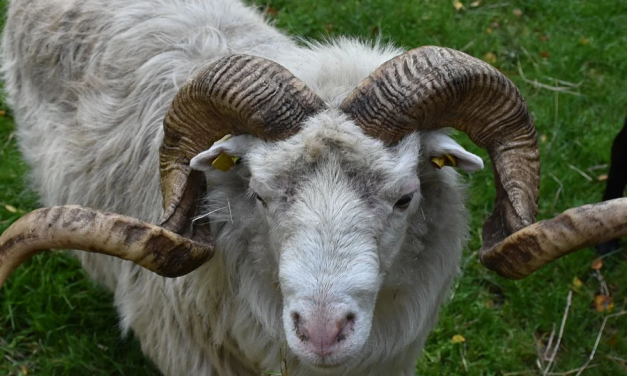 Két embert ölt meg a juhtenyésztő elkóborolt állata, fogházba kell menjen az állat tette miatt