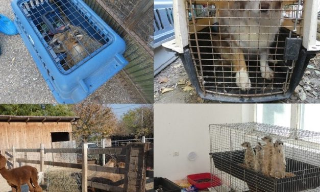 Több mint 100 állatot tartott egy házaspár a gödi házukban: volt ott disznó, 80 kutya, macskák, szurikáta és egy teve is