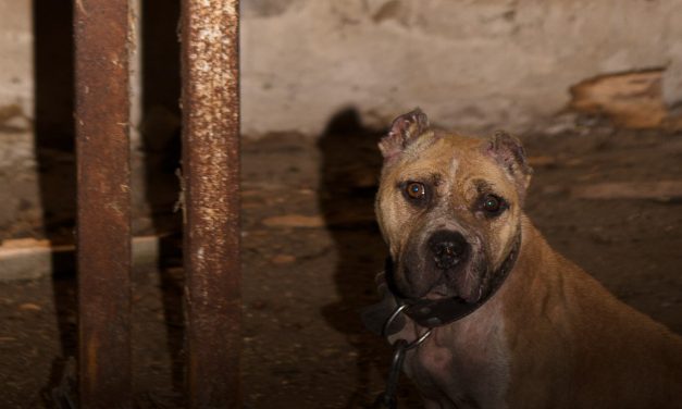 100 harci kutyát foglaltak le a rendőrök a véres viadalok helyszínén, gyerekek is nézték az öldöklést