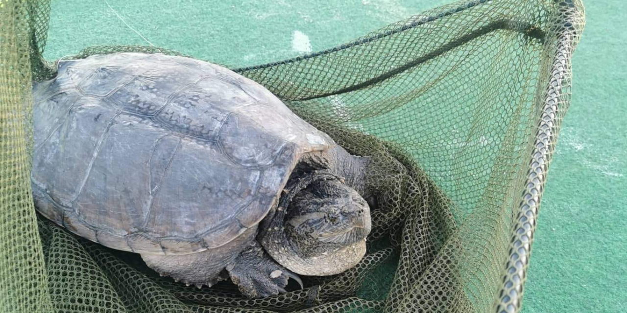 Ledöbbent horgászok, emberre is veszélyes teknőst fogtak az egyik keszthelyi strandon