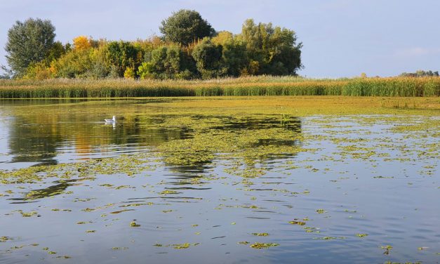 Szívfacsaró: megtalálták a Tiszában elmerült másik kislányt – egy horgász vette észre a holttestét a folyóban