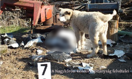 Elhullott állati tetemekkel etette kutyáit egy nagykőrösi tanyán élő házaspár, a haszonállatokat is rettenetes körülmények közt tartották