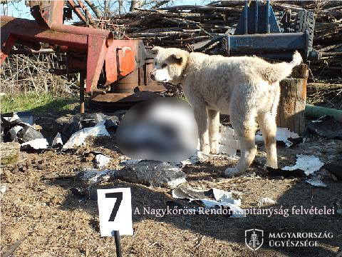 Elhullott állati tetemekkel etette kutyáit egy nagykőrösi tanyán élő házaspár, a haszonállatokat is rettenetes körülmények közt tartották