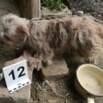 Állatkínzás Békésben: láncra verve, étlen-szomjan tartották a kutyákat, volt, hogy órákat töltöttek a tűző napon