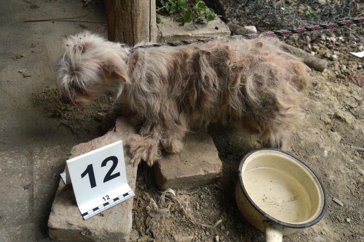 Állatkínzás Békésben: láncra verve, étlen-szomjan tartották a kutyákat, volt, hogy órákat töltöttek a tűző napon