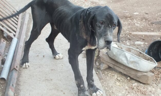 Láncra verve, borzasztó körülmények között tartotta a kutyáját ez a törökszentmiklósi férfi: az állat már sebekkel volt tele – Fotó