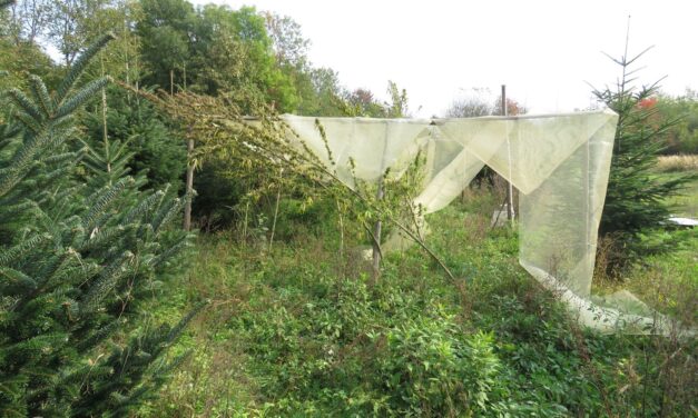 Kábítószer-termesztőket füleltek le a somogyi zsaruk két településen is – HELYSZÍNI FOTÓKKAL