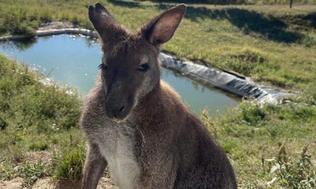Tragédia: holtan került elő Kukucska, a Tolna megyéből elszökött kenguru