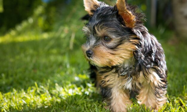 Elszabadult a pokol a budapesti állatorvosi rendelőben: a gazdi, az orvos és az asszisztensnő is egymást püfölte, a legrosszabbul azonban a vétlen yorki járt