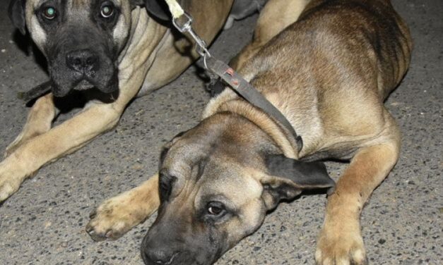 Rendőrök mentették ki a kutyákat, állatkínzás gyanúja miatt rendelték el a nyomozást