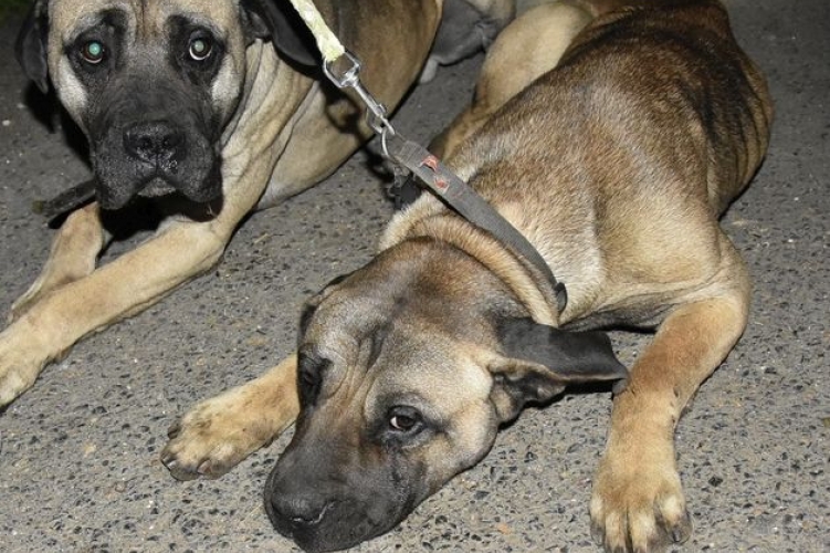 Rendőrök mentették ki a kutyákat, állatkínzás gyanúja miatt rendelték el a nyomozást