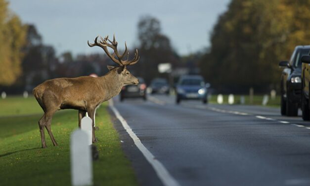 Egyre vadabbak a számok: milliós is lehet a kár, ha szarvassal vagy vaddisznóval ütközünk!