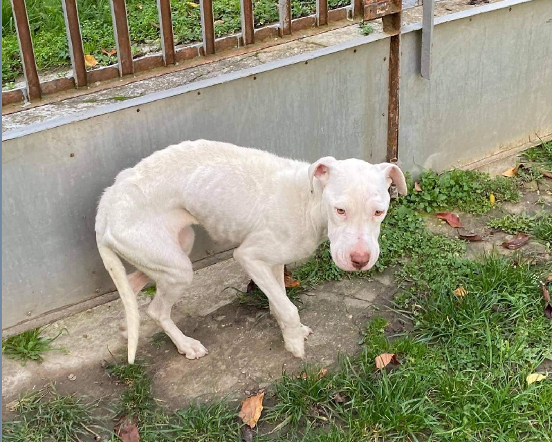 Kegyetlen körülmények közt tartották ezt a kutyát veszprém megyében, rendőrségi eljárás indult gazdája ellen