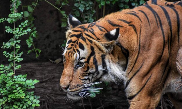 Tigris támadott meg egy embert egy magánállatkertben, a mentők azonnal a helyszínre siettek