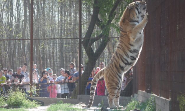 „Meghallottuk, hogy segítségért kiált, azonnal odarohantunk”-megszólalt a magánállatkert tulajdonosa, aki kimentette a tigris karmai közül a látogatót